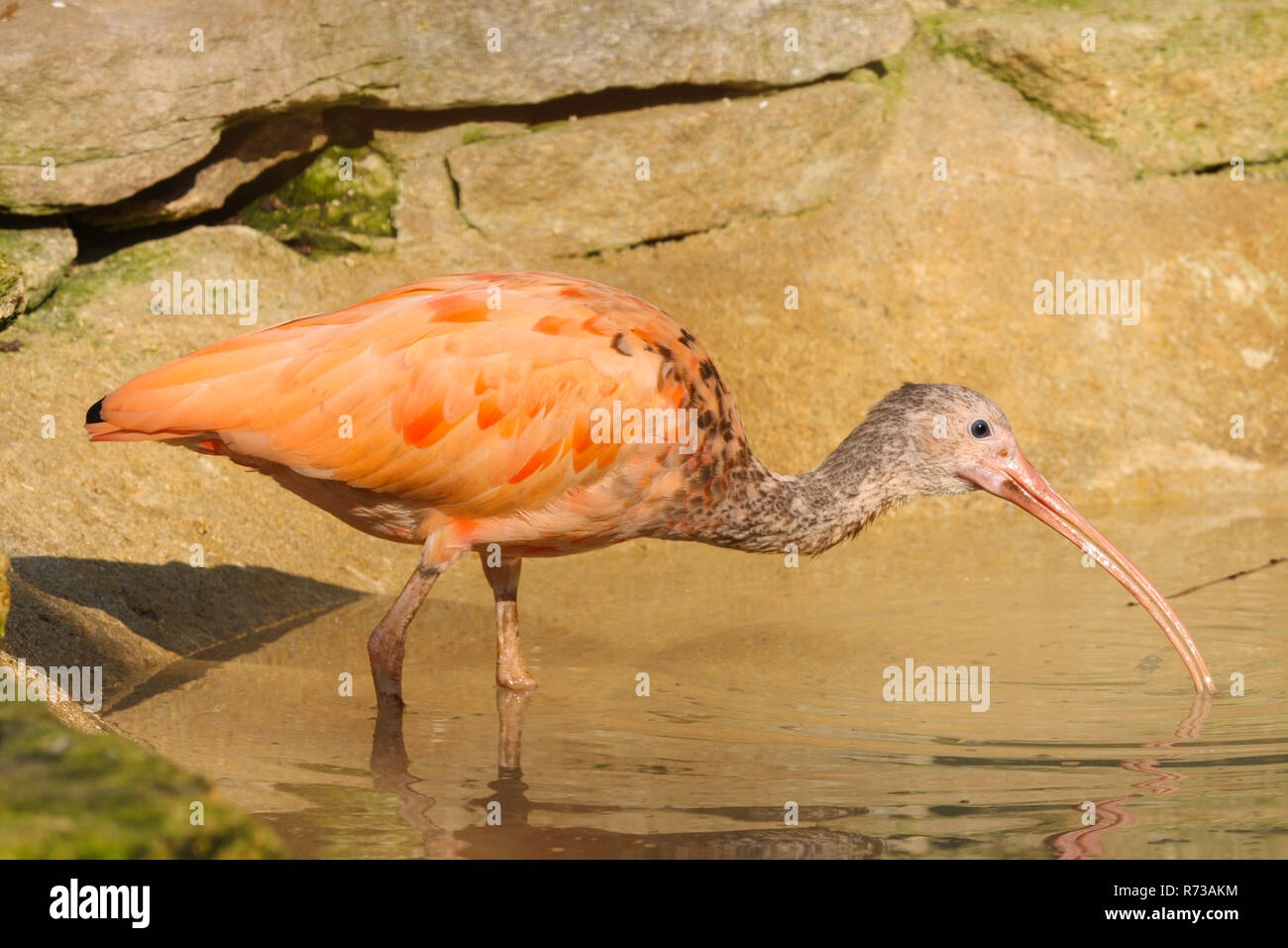 Scarlet Ibis (Eudocimus ruber) looking for food in a pond Stock Photo