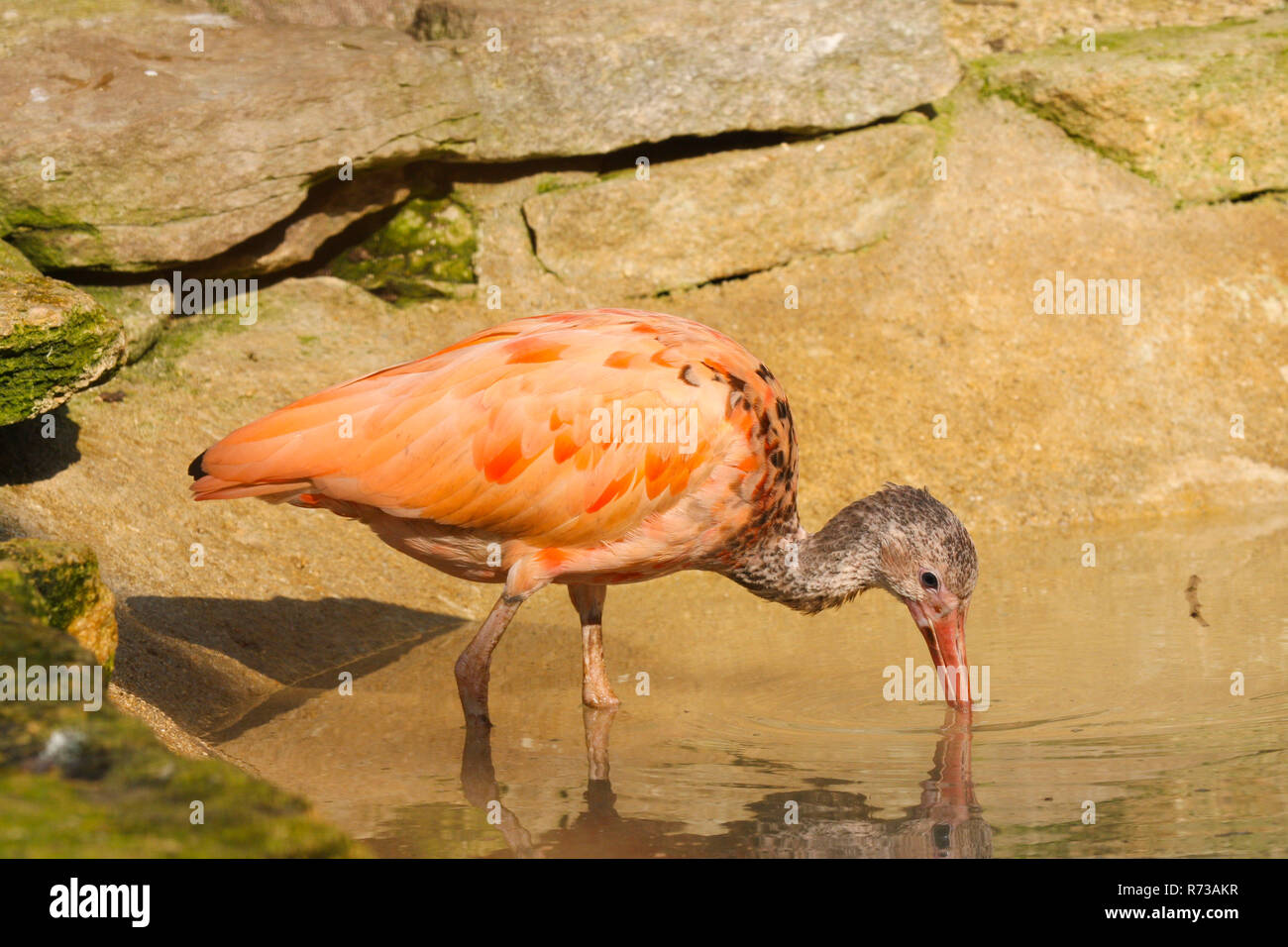 Scarlet Ibis (Eudocimus ruber) looking for food in a pond Stock Photo