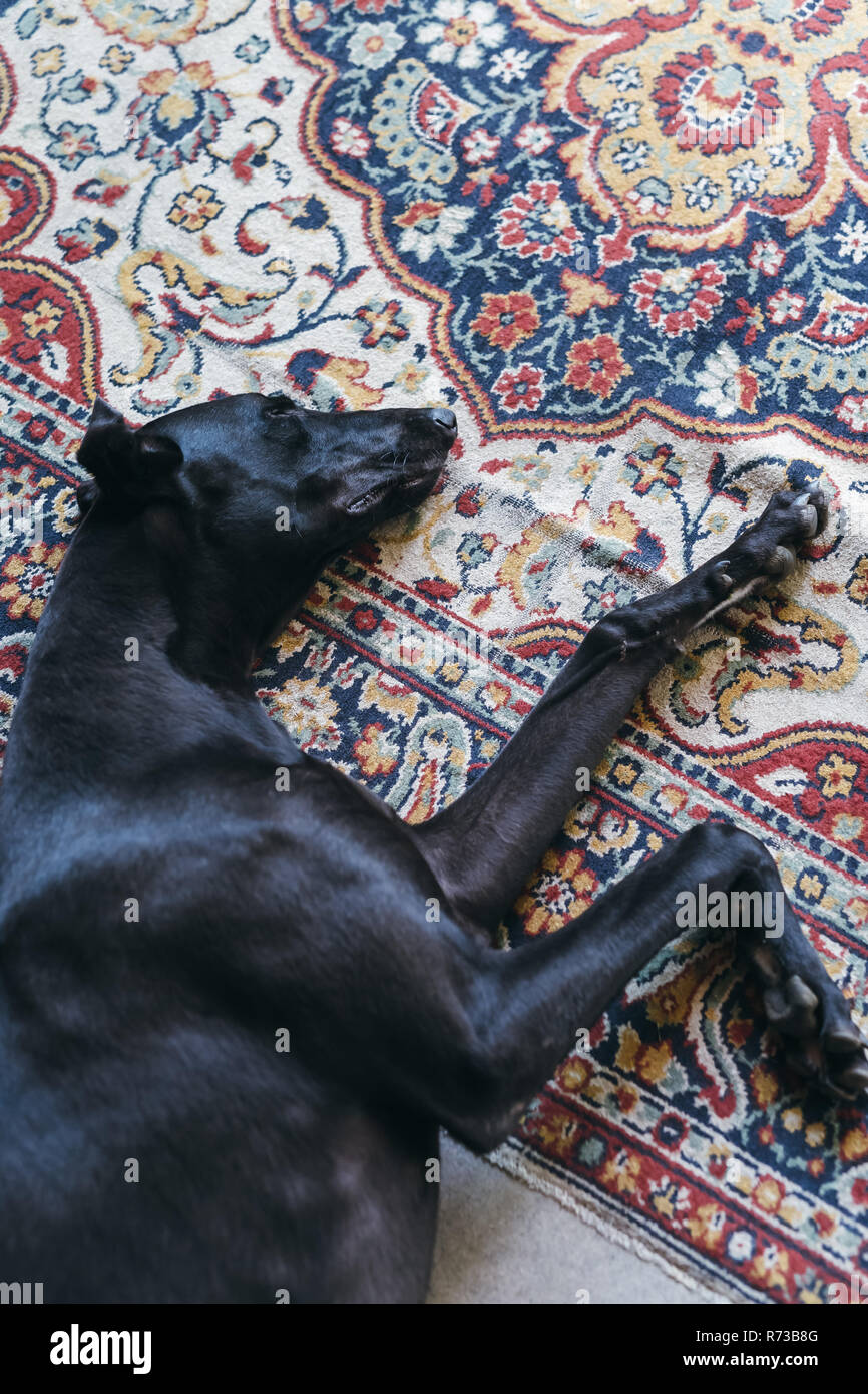Greyhound lying on carpet Stock Photo