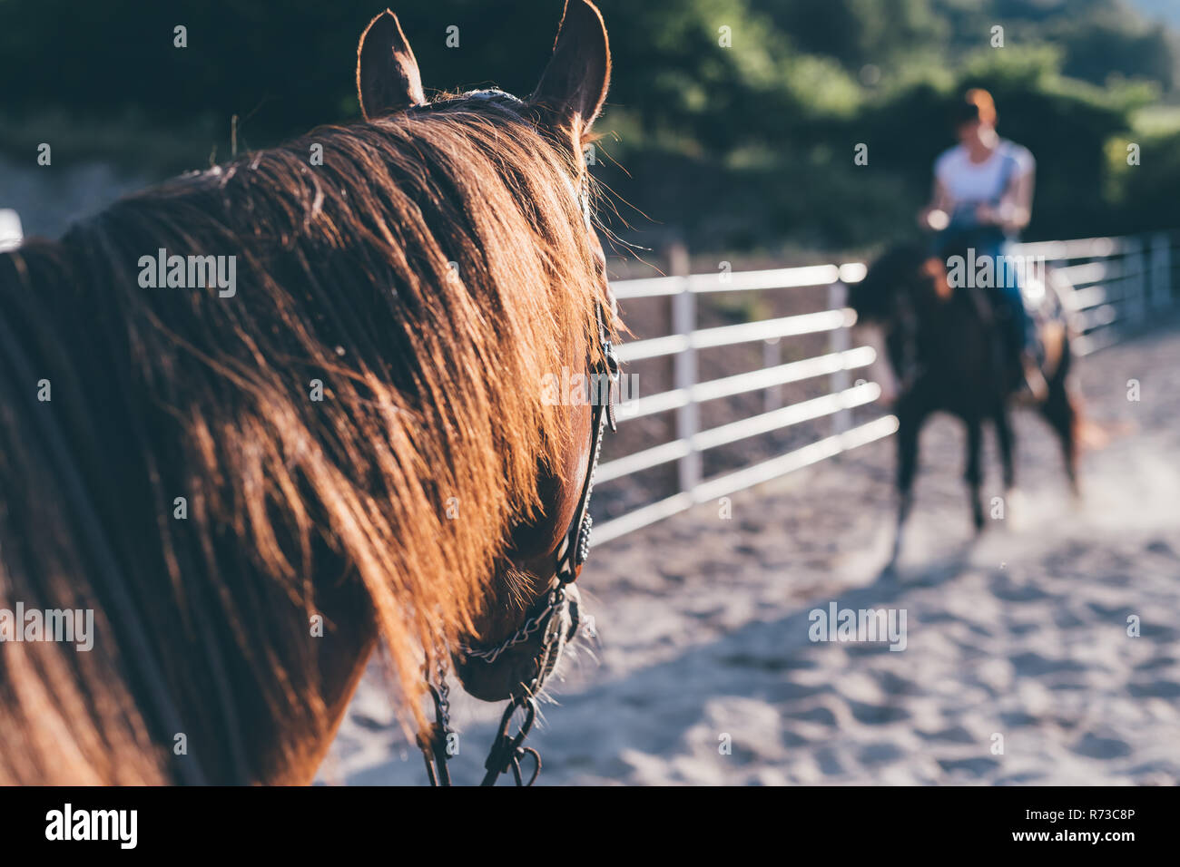 Horse riding in equestrian arena, shallow focus Stock Photo