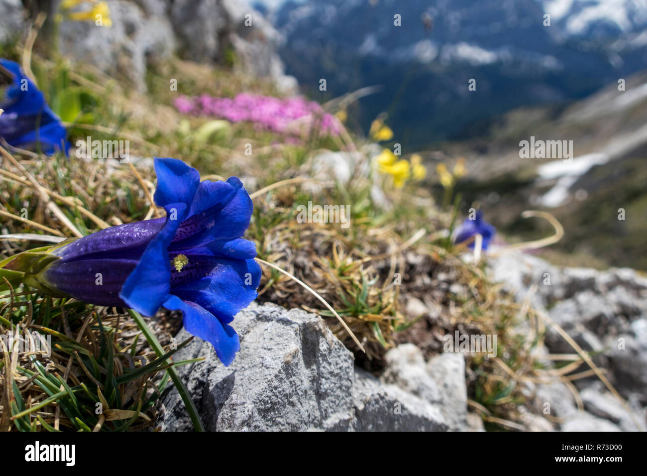 enzianblÃ¼te in der soierngruppe in bayern Stock Photo