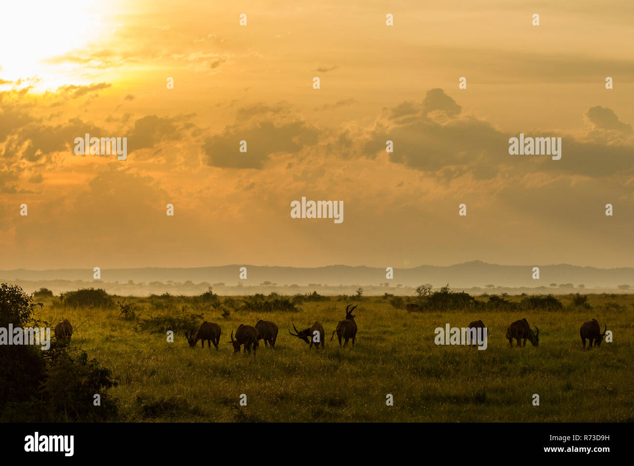 Topi (Damaliscus korrigum) Antelope, Uganda Stock Photo