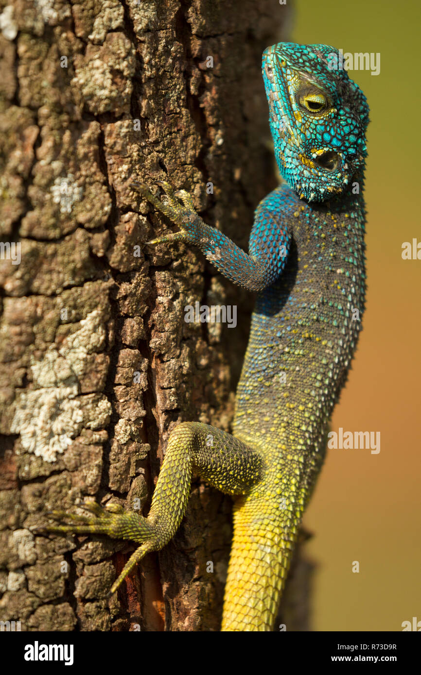Blue Headed Tree Agama (Acanthocerus atricollis) Lizard Stock Photo