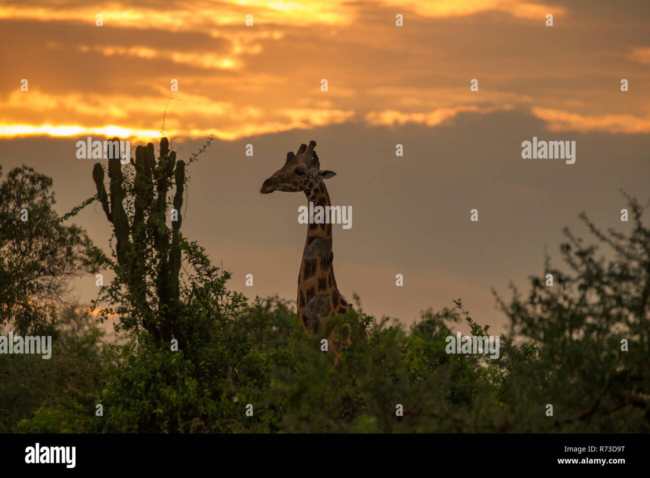 Rothschild's Giraffe (Giraffa camelopardalis rothschildi), Murchison Falls National Park, Uganda Stock Photo