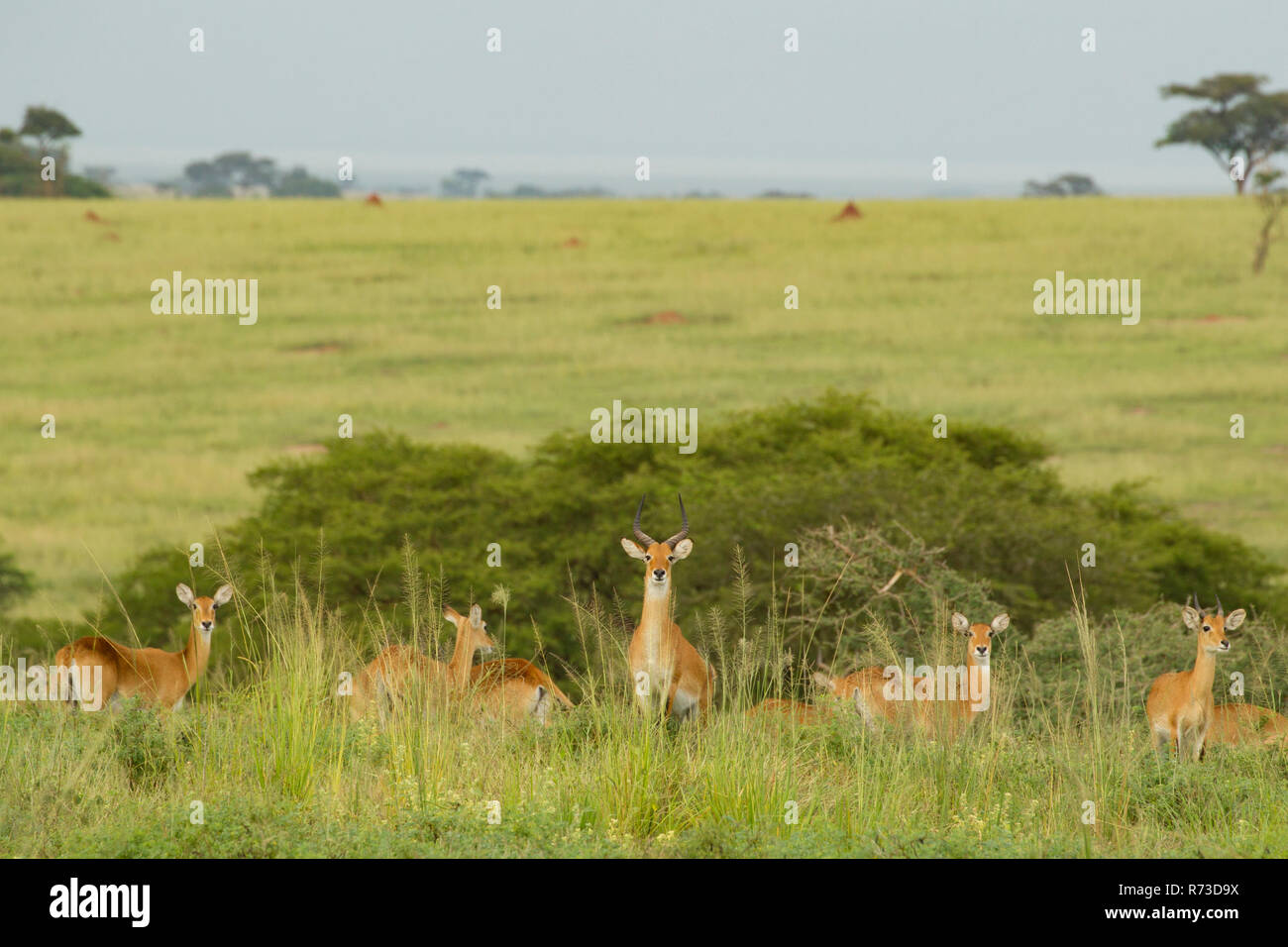 Kob Antelope (Kobus kob), Murchison Falls National Park, Uganda Stock Photo