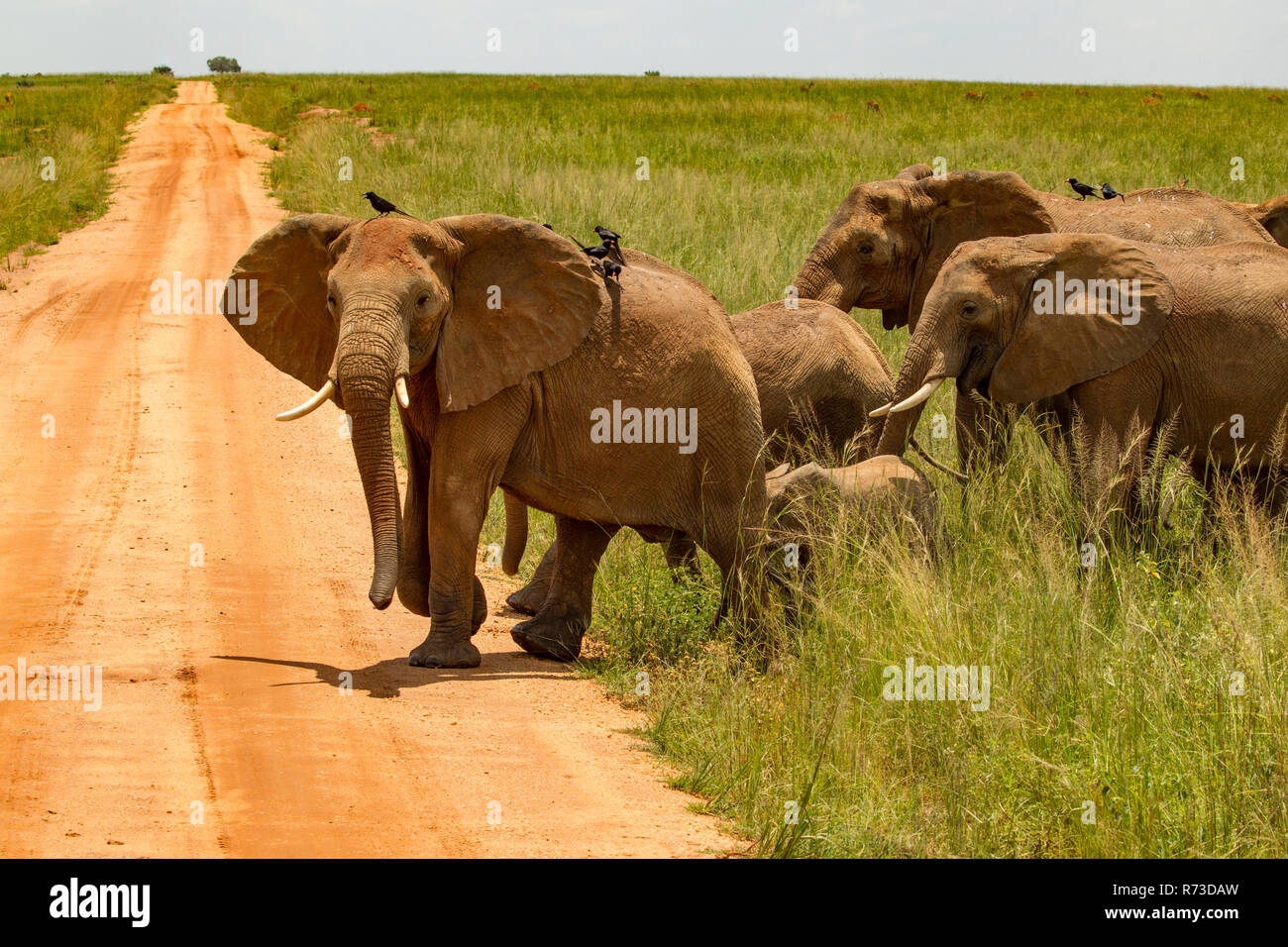Elephants (Loxodonta africana) crossing dirt track, Murchison Falls National Park, Uganda Stock Photo