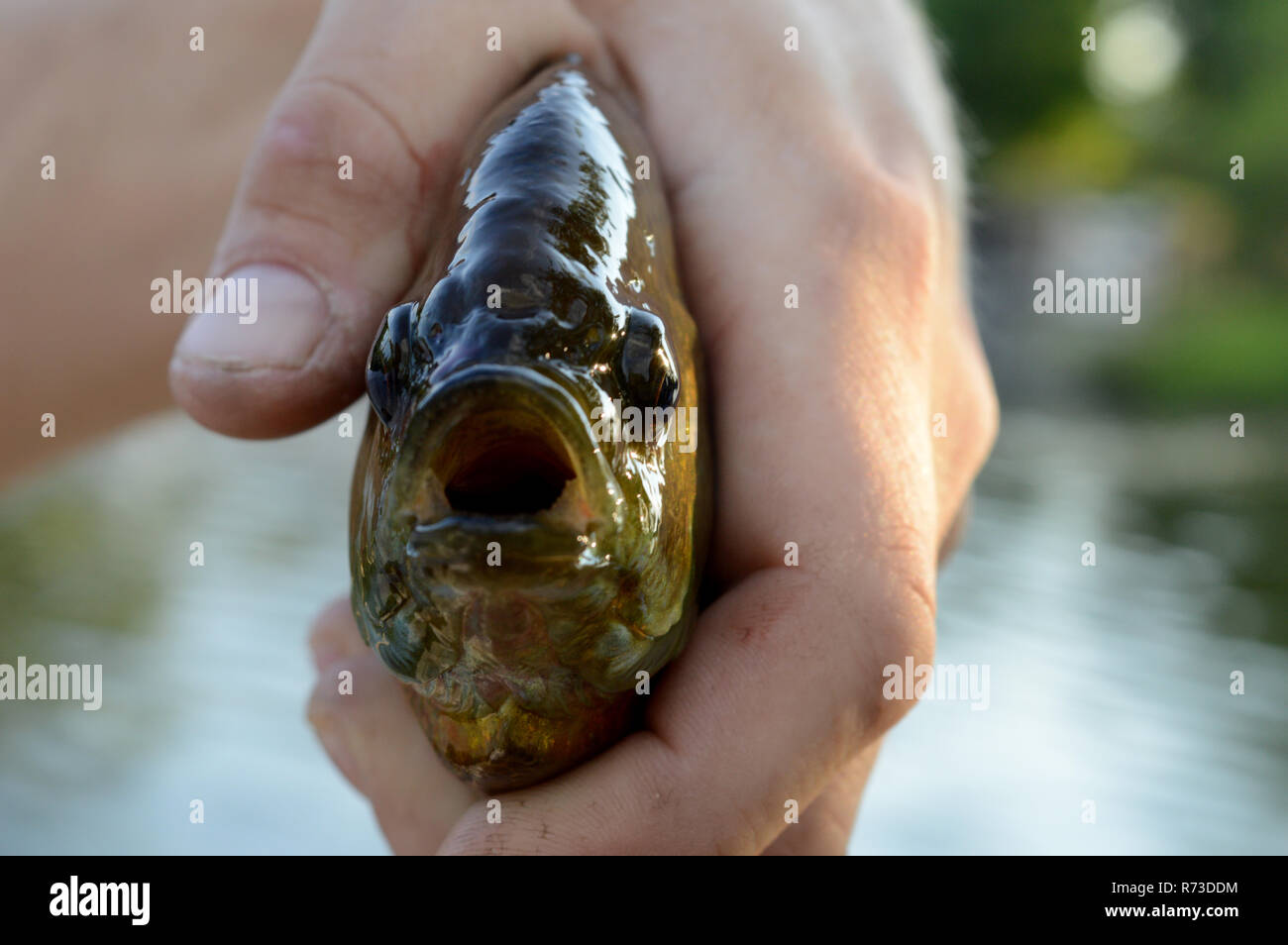 Frontal View of Sunfish Stock Photo