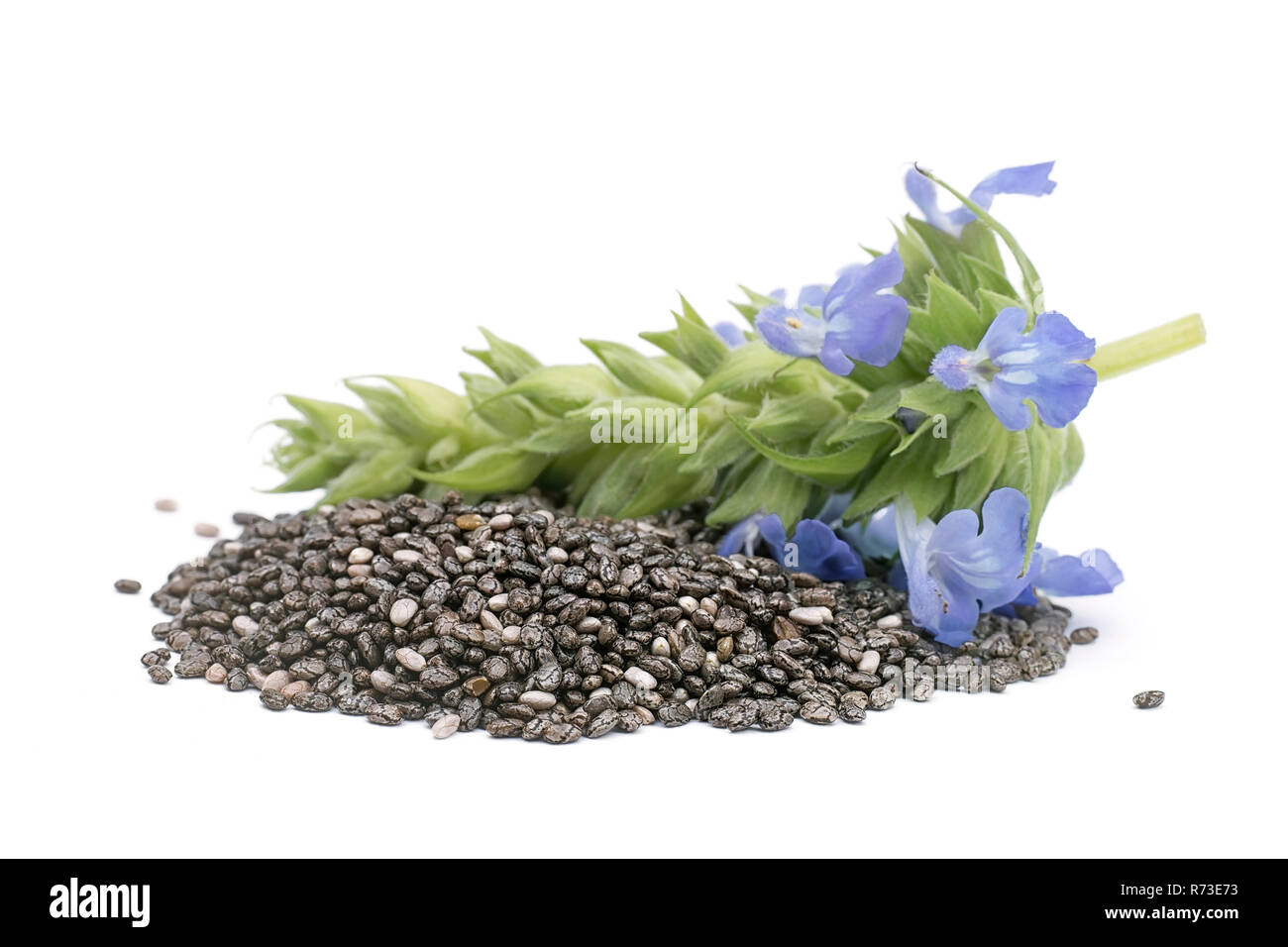 Chia (Salvia hispanica) Pile of seeds with flowers on white background Stock Photo