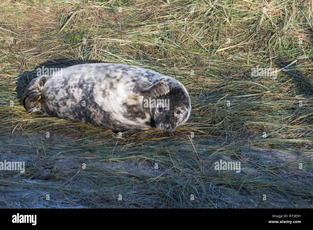 Bull fur seals hi-res stock photography and images - Alamy