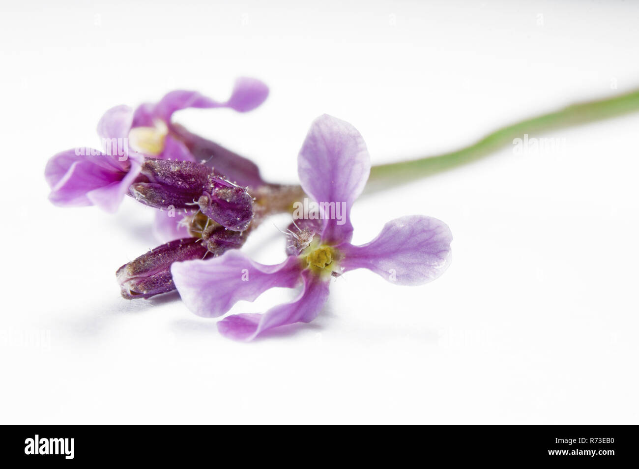 Two purple wildflowers, the african mustard, on a white background. Stock Photo