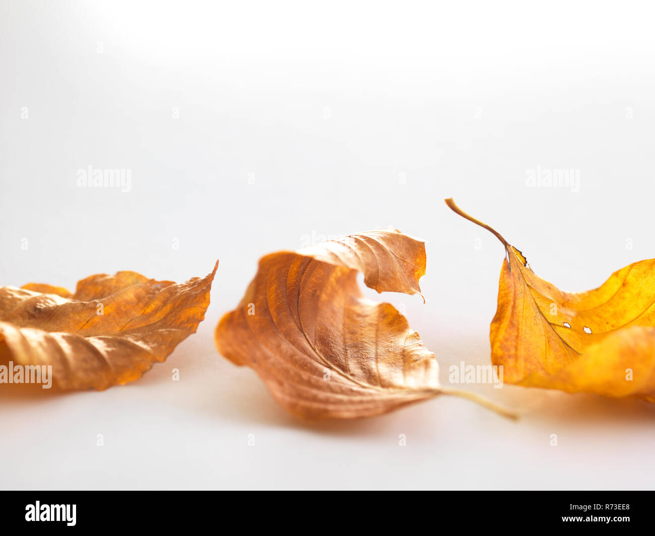 Autumn birch tree leaves Stock Photo