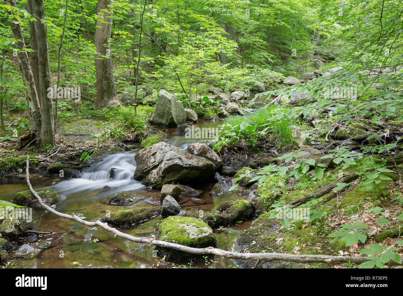 Clove Creek pouring over a small waterfall along the Fahnestock Trail