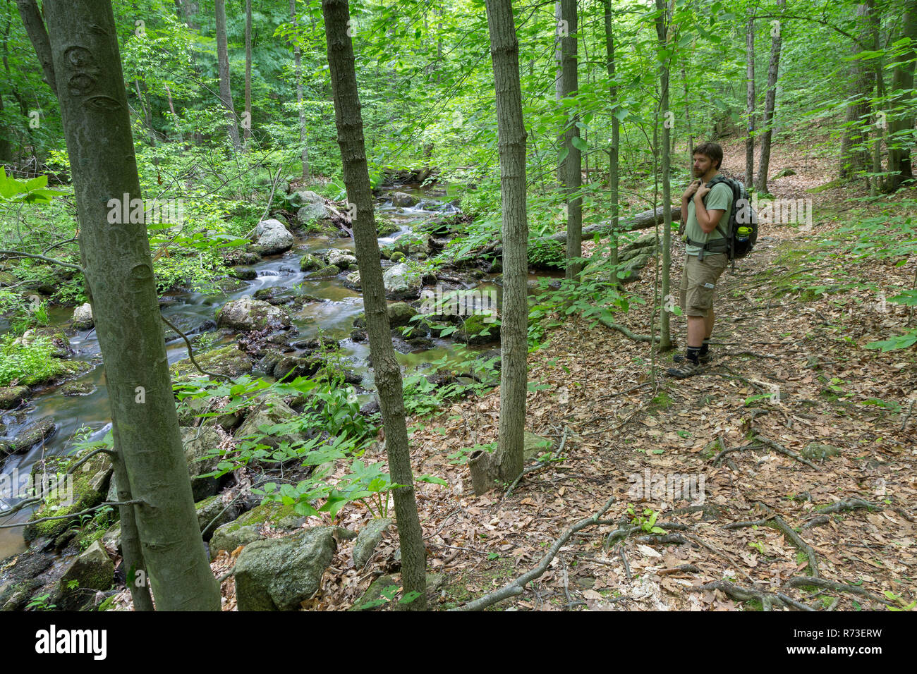 A hiker pausing to admire small rapids along Clove Creek from the