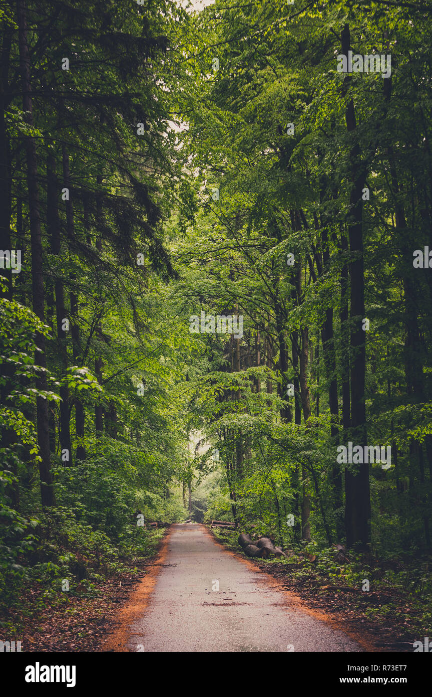 Beautiful forest way Stock Photo