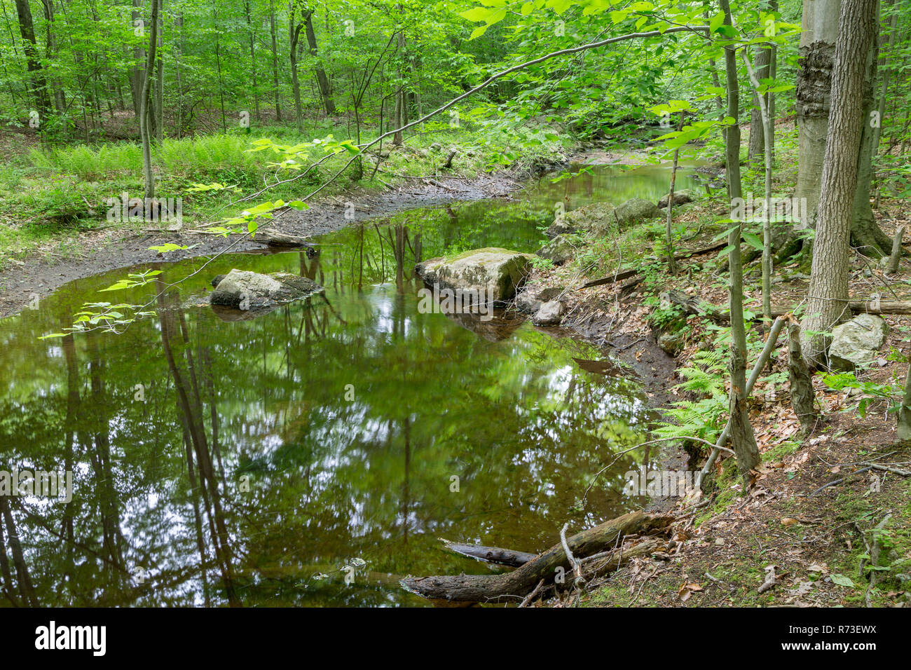 Clove Creek passing through a slow section where it expands into the