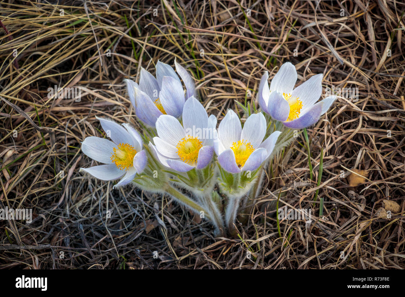 The Prairie crocus, (Anemone patens) blooming in an area of uncultivated grassland near Plum Coulee, Manitoba, Canada. Stock Photo