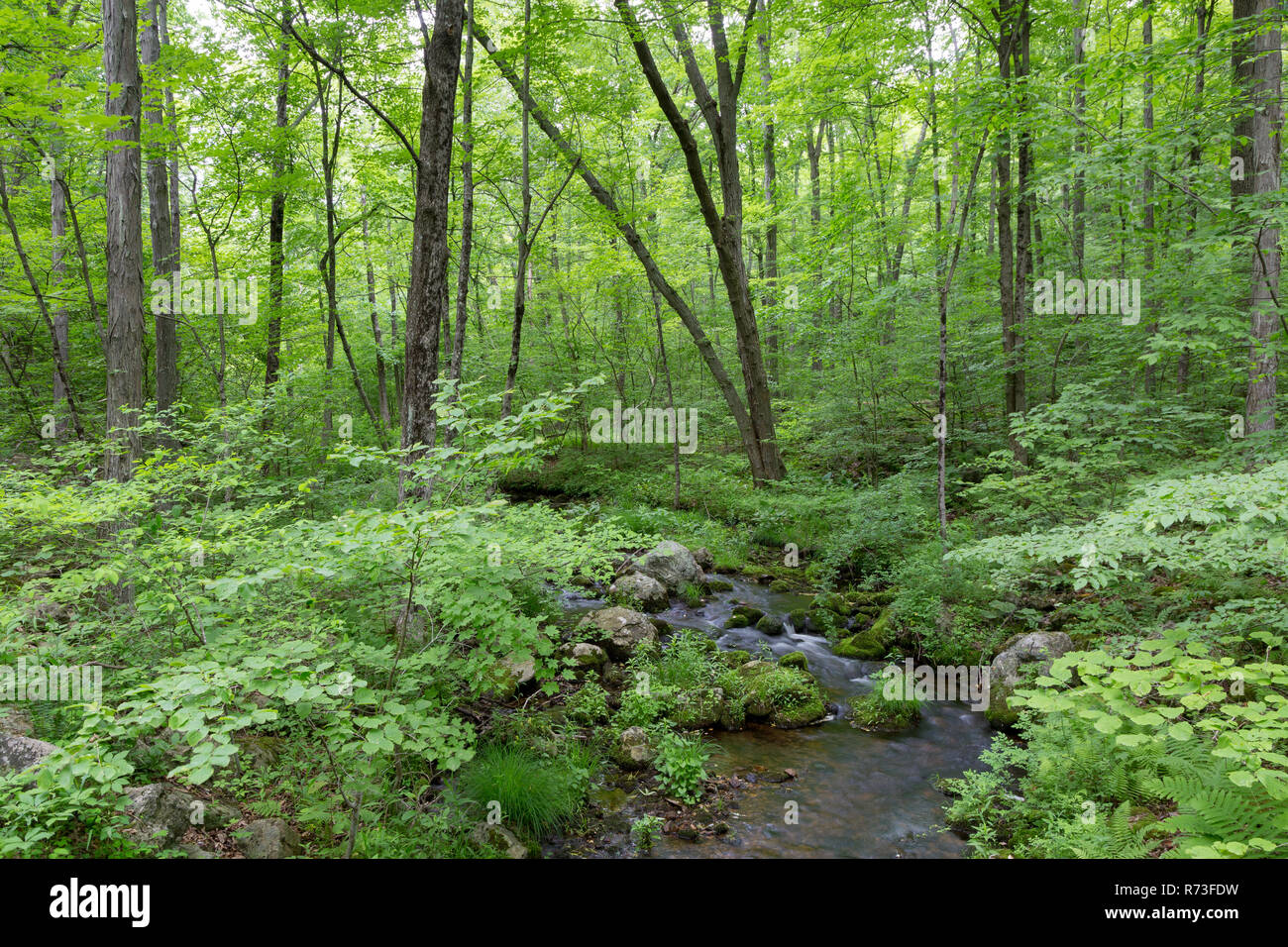 A small creek winding through a lush green forest along the School