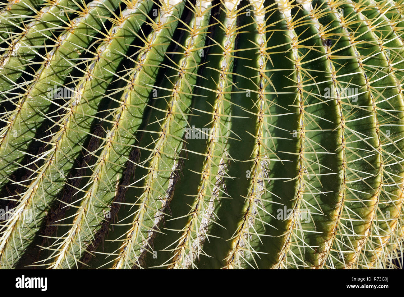 Ball cacti cactus spike spines hi-res stock photography and images - Alamy