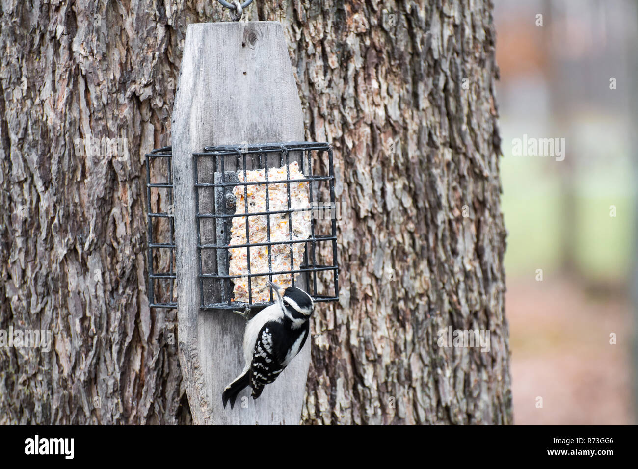 A red headed woodpecker eating from a suet feeder on a tree Stock Photo