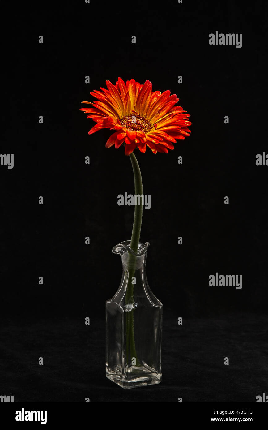 flower in vase on black background Stock Photo