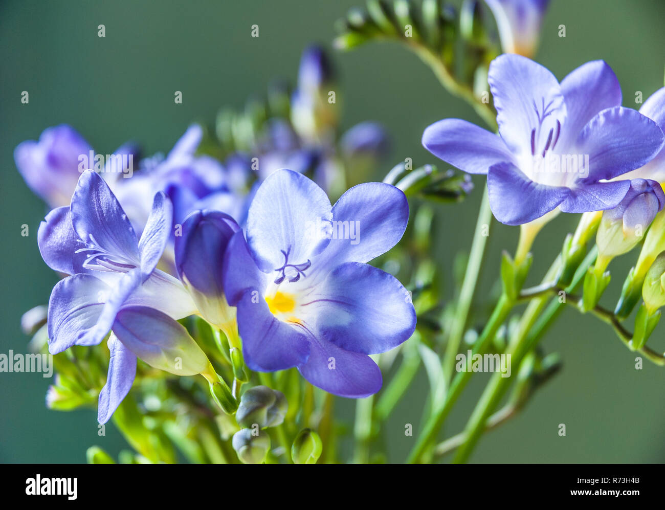 Blue Freesia Flowers Isolated Against A Green Background Stock Photo Alamy