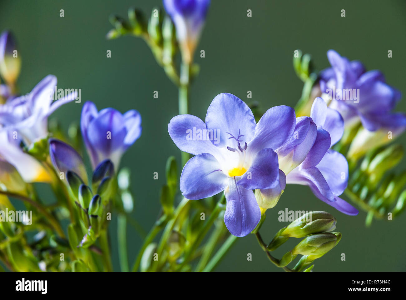 3,400+ Purple Freesia Stock Photos, Pictures & Royalty-Free Images - iStock