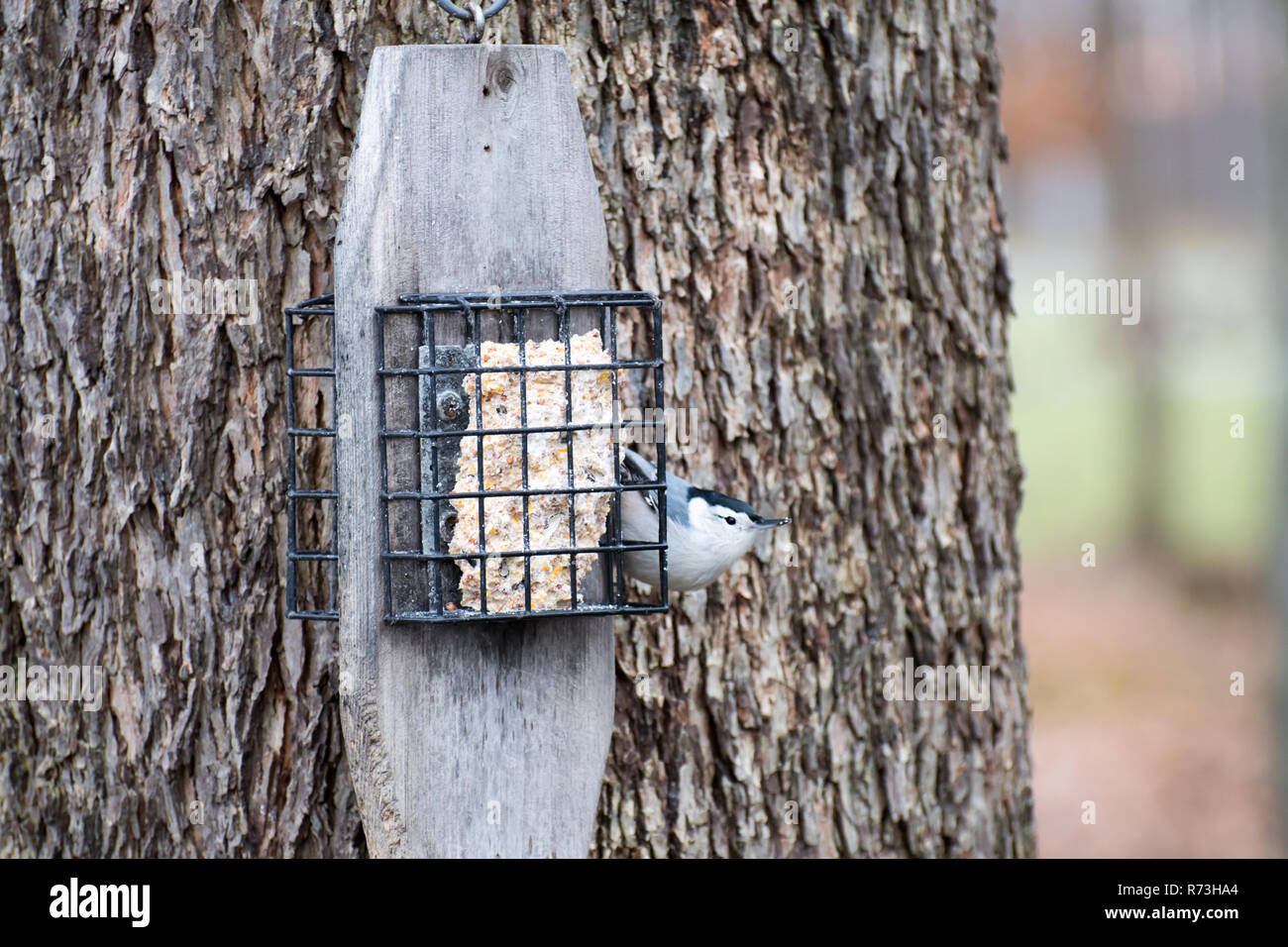 A chickadee eating from a suet feeder on a tree Stock Photo Alamy