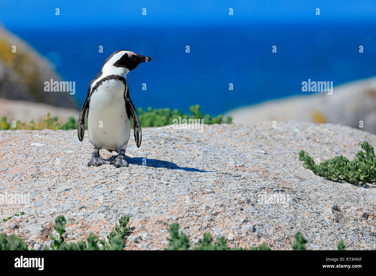 black-footed penguin, Simons's Town, South Africa, Africa (Spheniscus demersus) Stock Photo