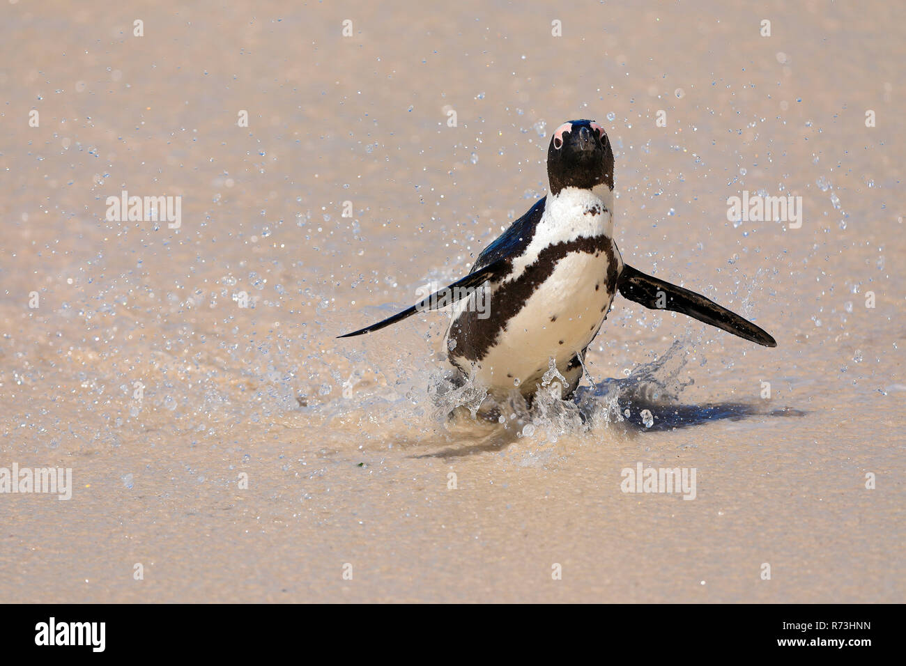 black-footed penguin, Simons's Town, South Africa, Africa (Spheniscus demersus) Stock Photo
