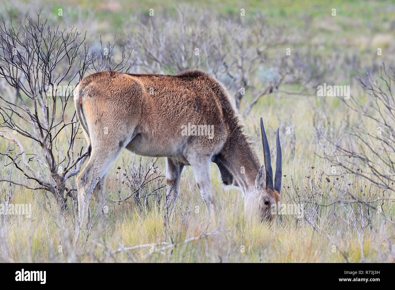 common eland, De Hoop Nature Reserve, Western Cape, South Africa, Africa (Taurotragus oryx) Stock Photo