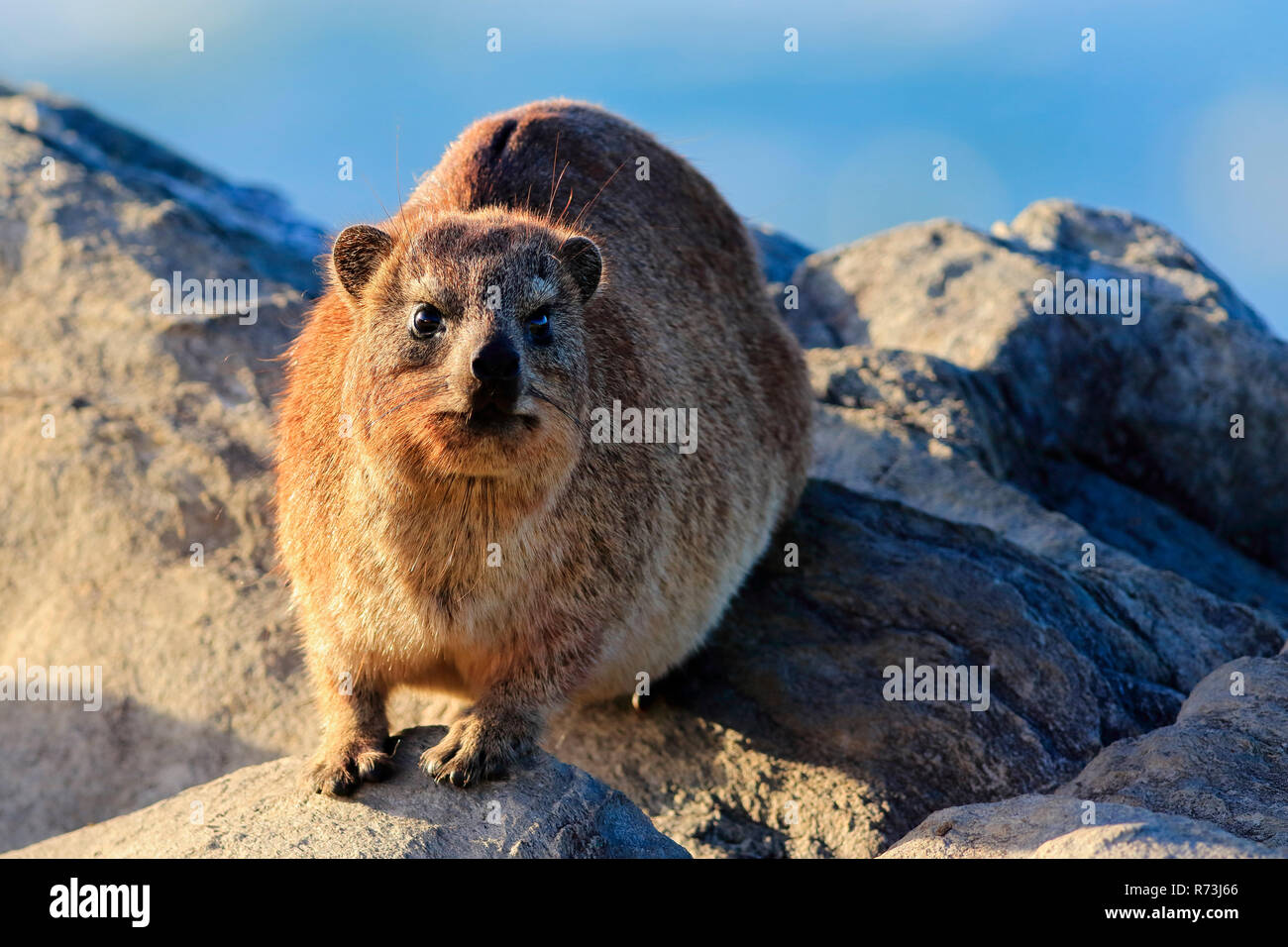 dassie, Storms River Mouth, Tsitsikama National Park, Western Cape, South Africa, Africa (Procavia capensis) Stock Photo