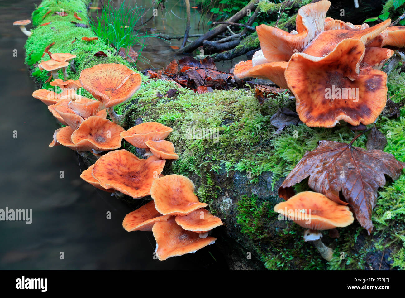 honey fungus, Linzgau, Baden-Wurttemberg, Germany (Physalacriaceae, Armillaria mellea) Stock Photo