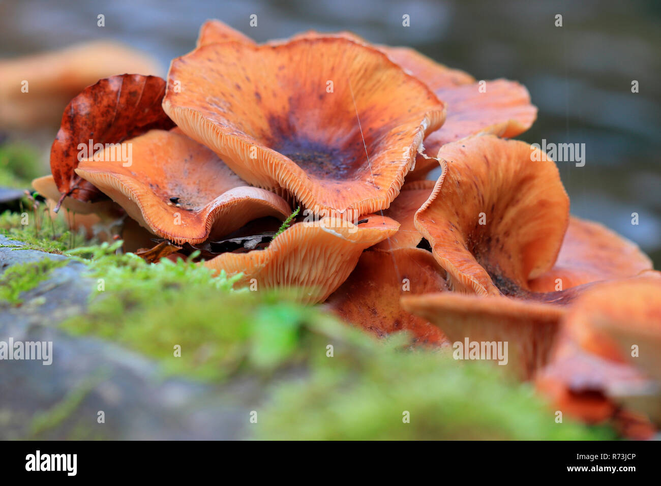 honey fungus, Linzgau, Baden-Wurttemberg, Germany (Physalacriaceae, Armillaria mellea) Stock Photo