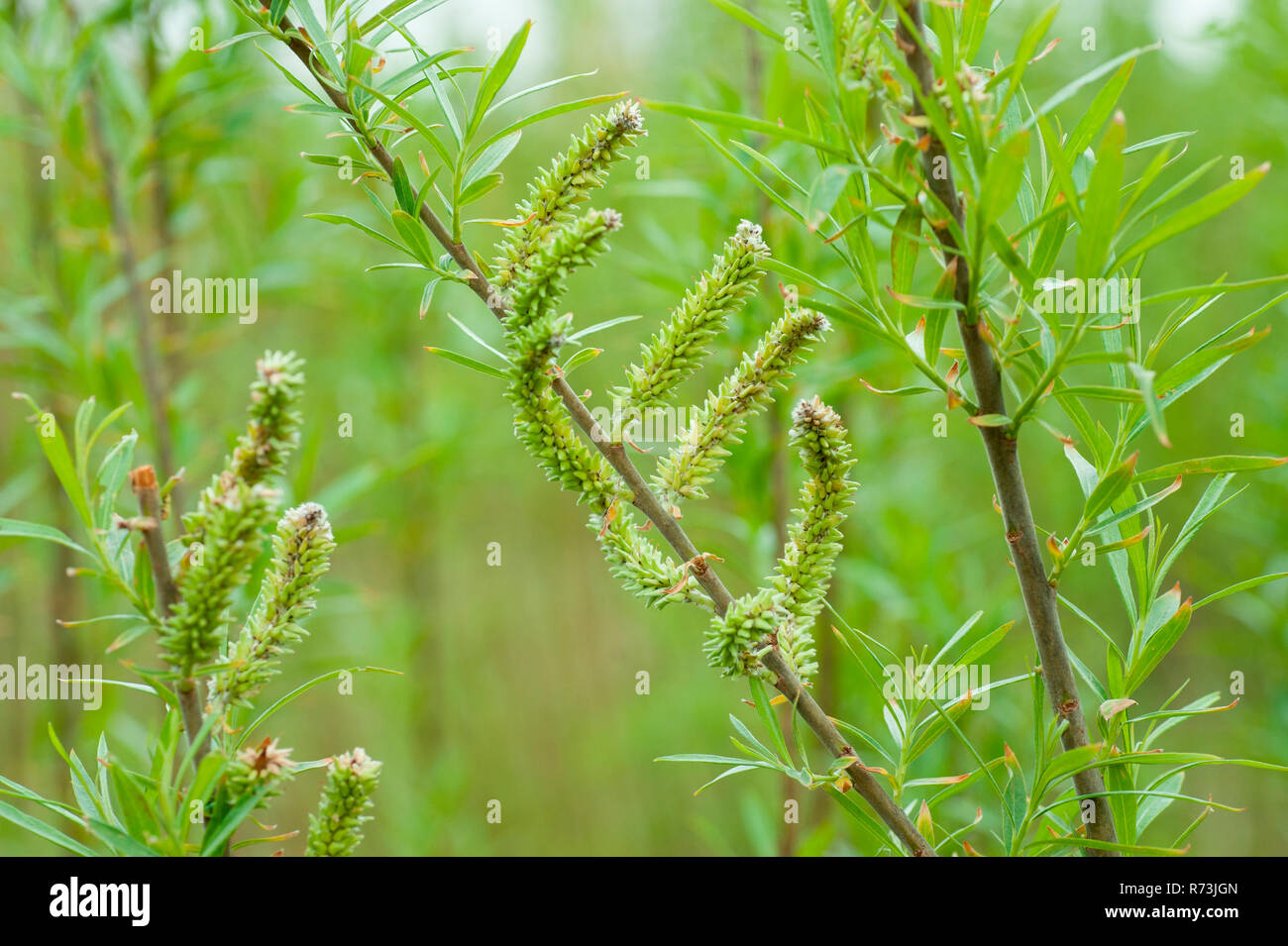 female inflorescence, willow, (Salix spec.), short rotation coppice, Schwedt, Brandenburg, Germany Stock Photo