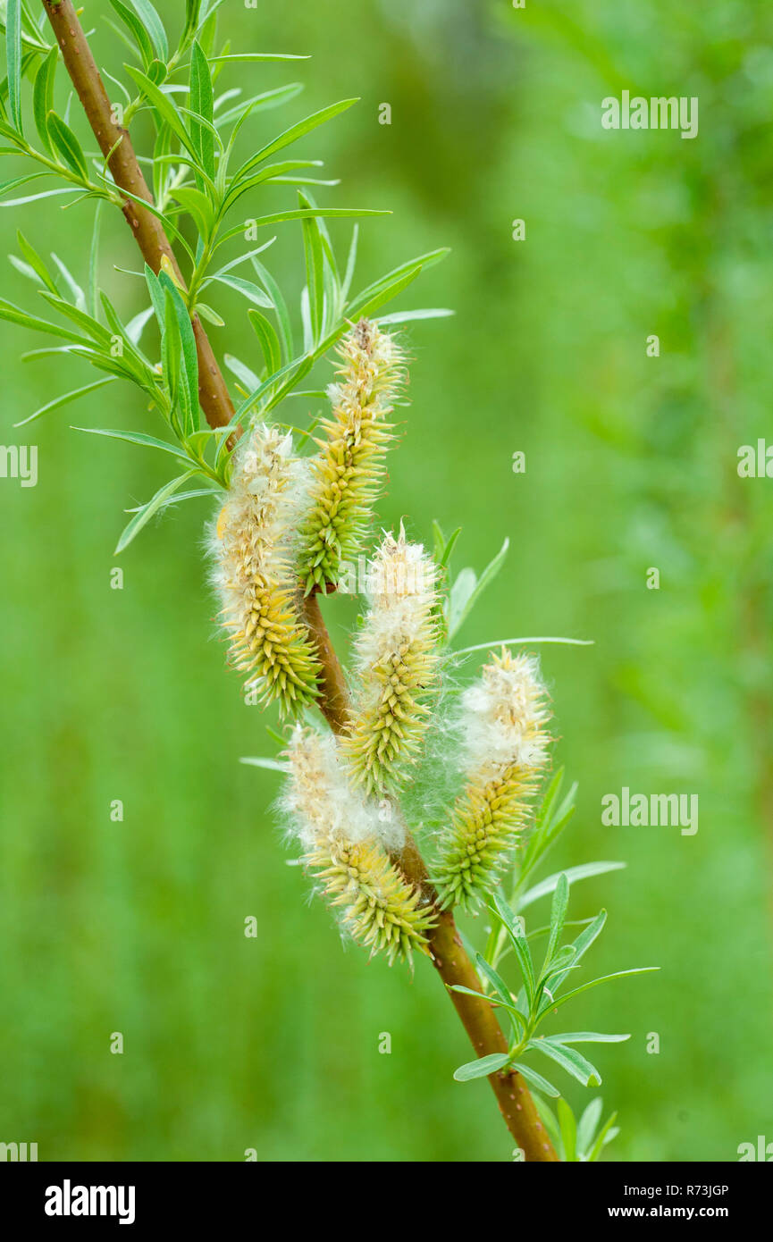 Willow coppice plantation hires stock photography and images Alamy
