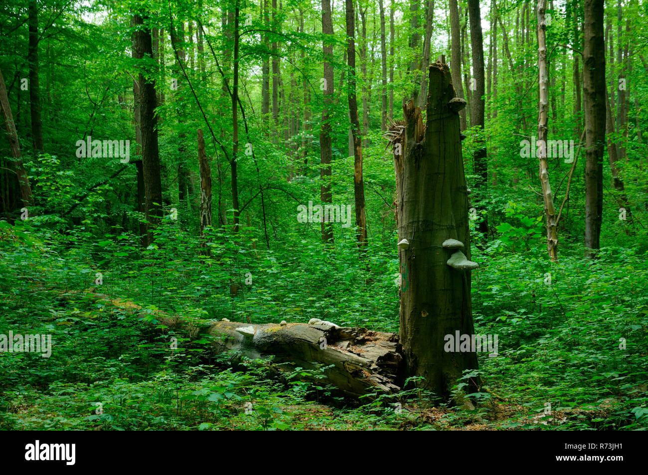 dead tree, dead wood, beech tree, (Fagus sylvatica). Eberswalde, Brandenburg, Germany Stock Photo
