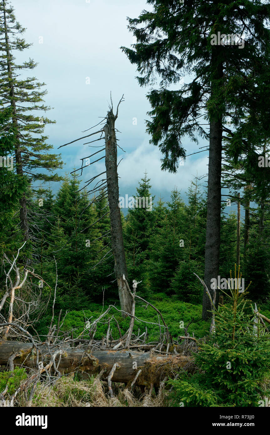 dead wood, spruce, (Picea abies), natural regeneration, national park Harz, Brocken, Schierke, Saxony-Anhalt, Germany Stock Photo