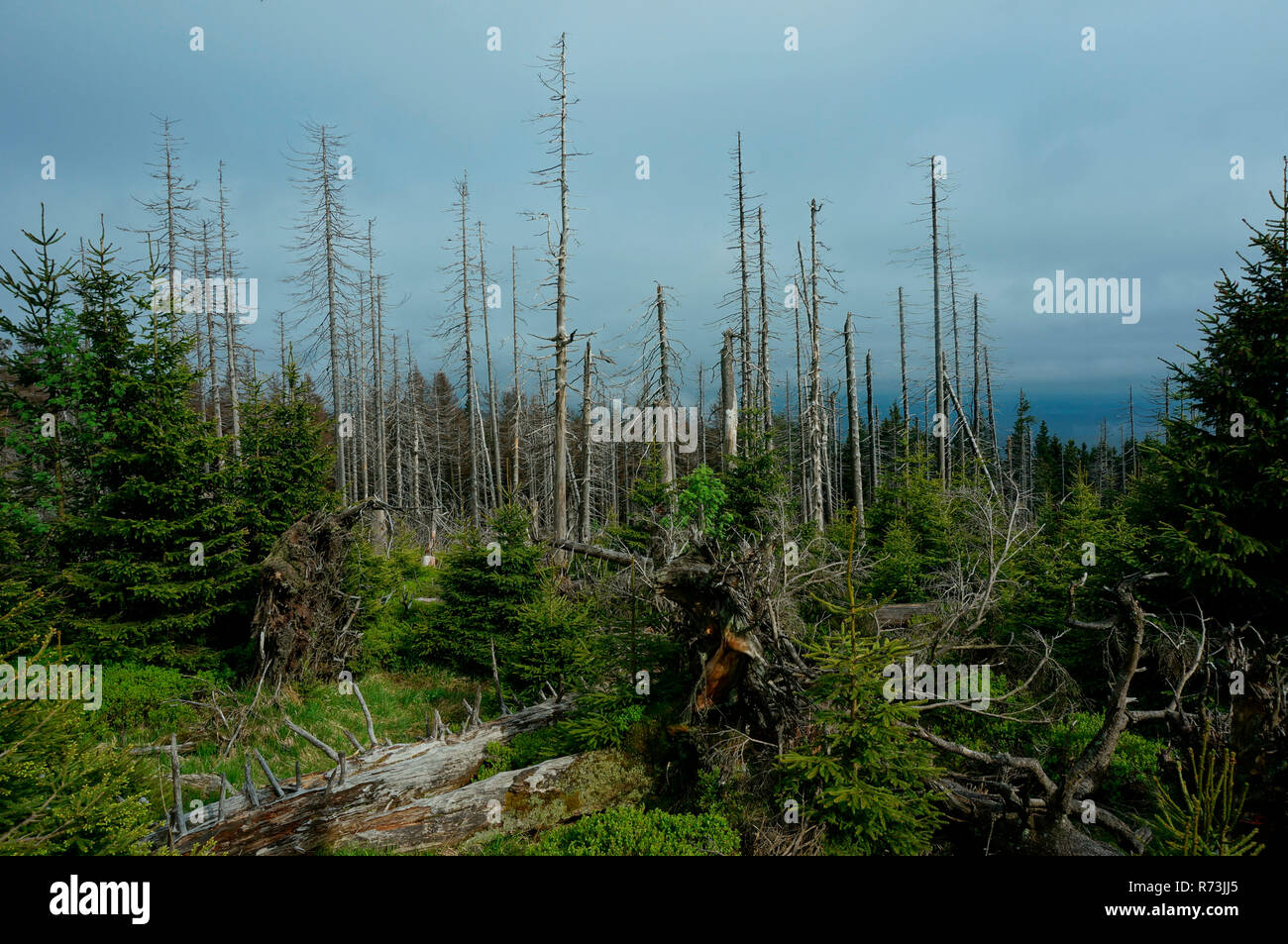 dead wood, spruce, (Picea abies), natural regeneration, national park Harz, Brocken, Schierke, Saxony-Anhalt, Germany Stock Photo