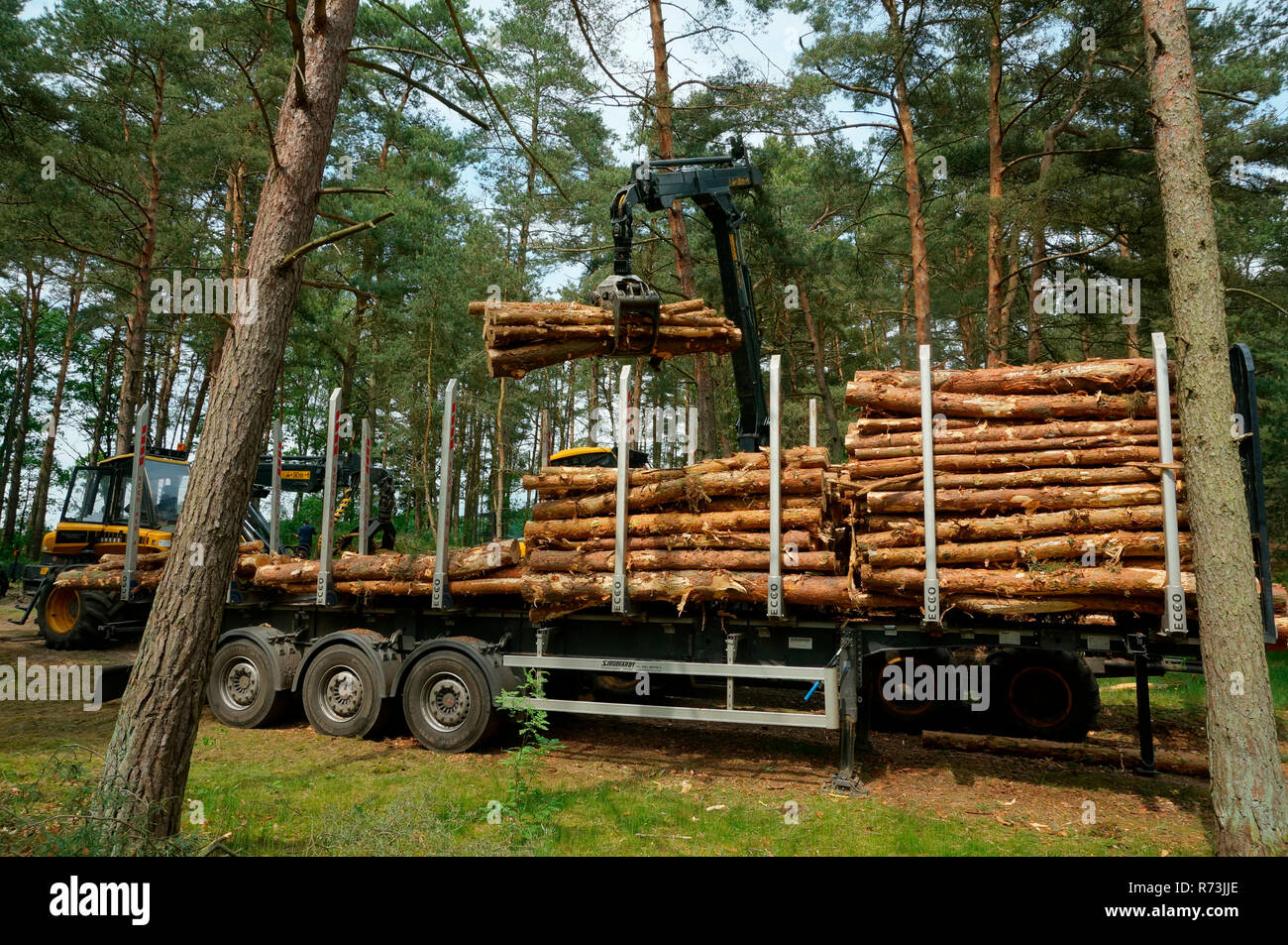 forestry, forwarder, trailer, pine trunks, (Pinus sylvestris), pine forest,  forest technology, forest machinery, Sarenseck, Lower Saxony, Germany Stock  Photo - Alamy