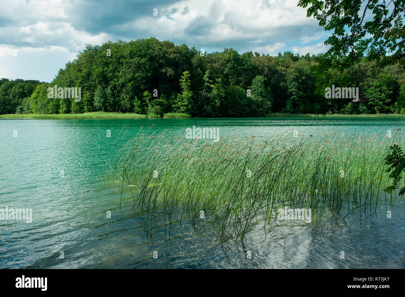 hardstem bulrush, (Schoenoplectus lacustris), Liepnitzsee, Wandlitz, nature park Barnim, Brandenburg, Germany Stock Photo