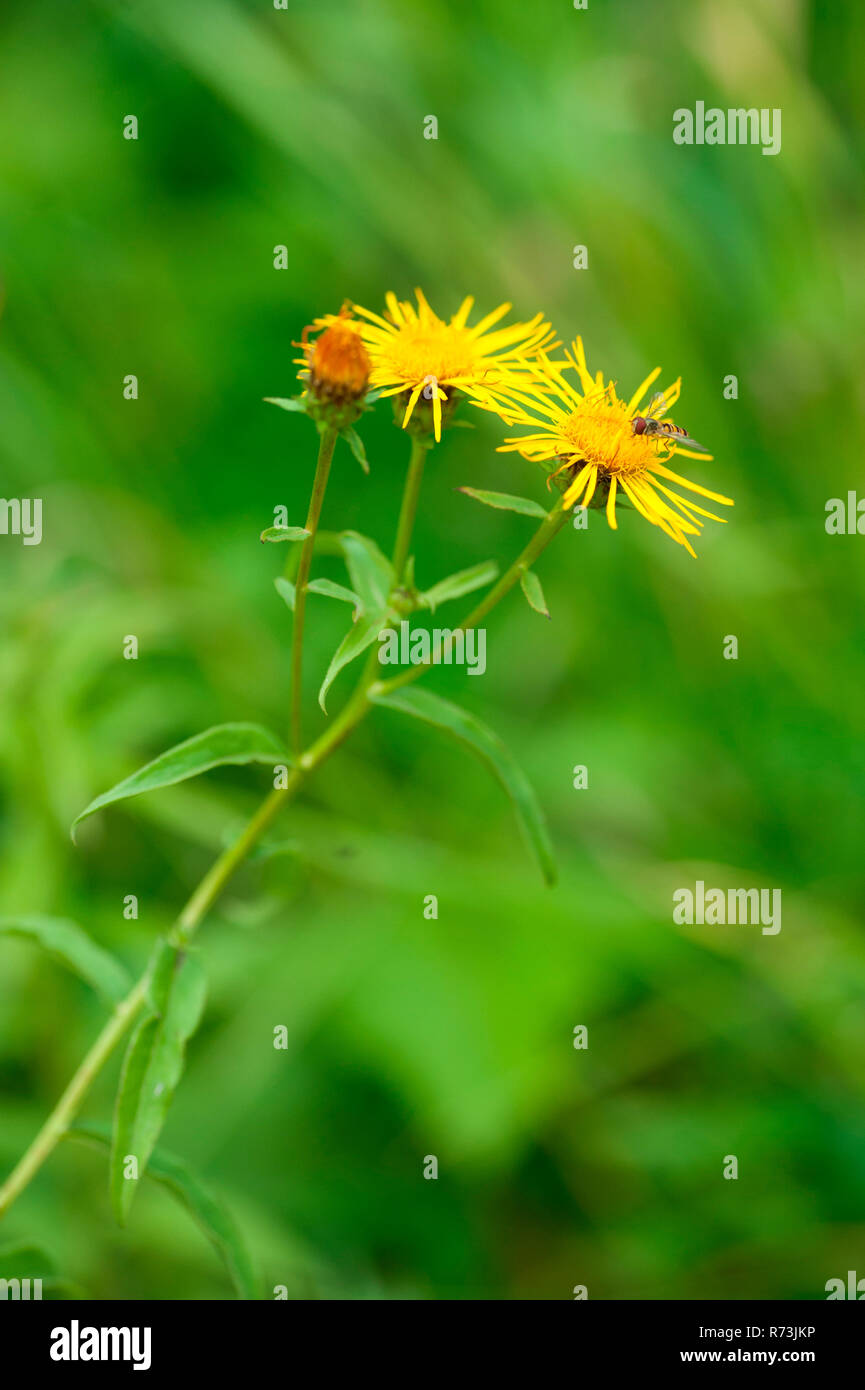 irish fleabane, (Inula salicina), Lower Lusatia, Brandenburg, Germany Stock Photo