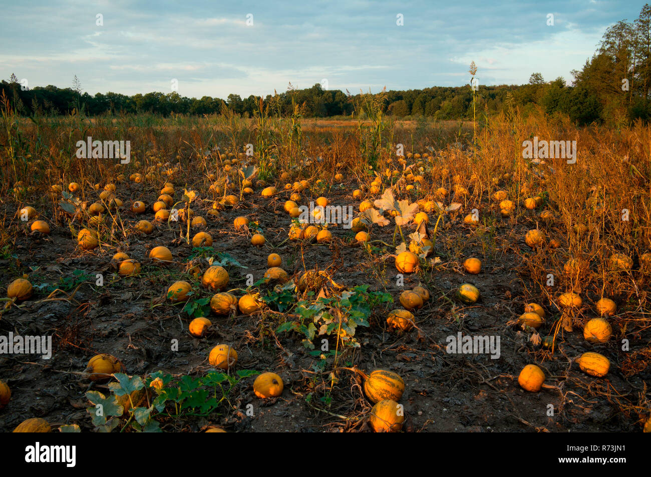 pumpkin field, (Cucurbita spec.), Calau, Lusatia, Brandenburg, Germany Stock Photo