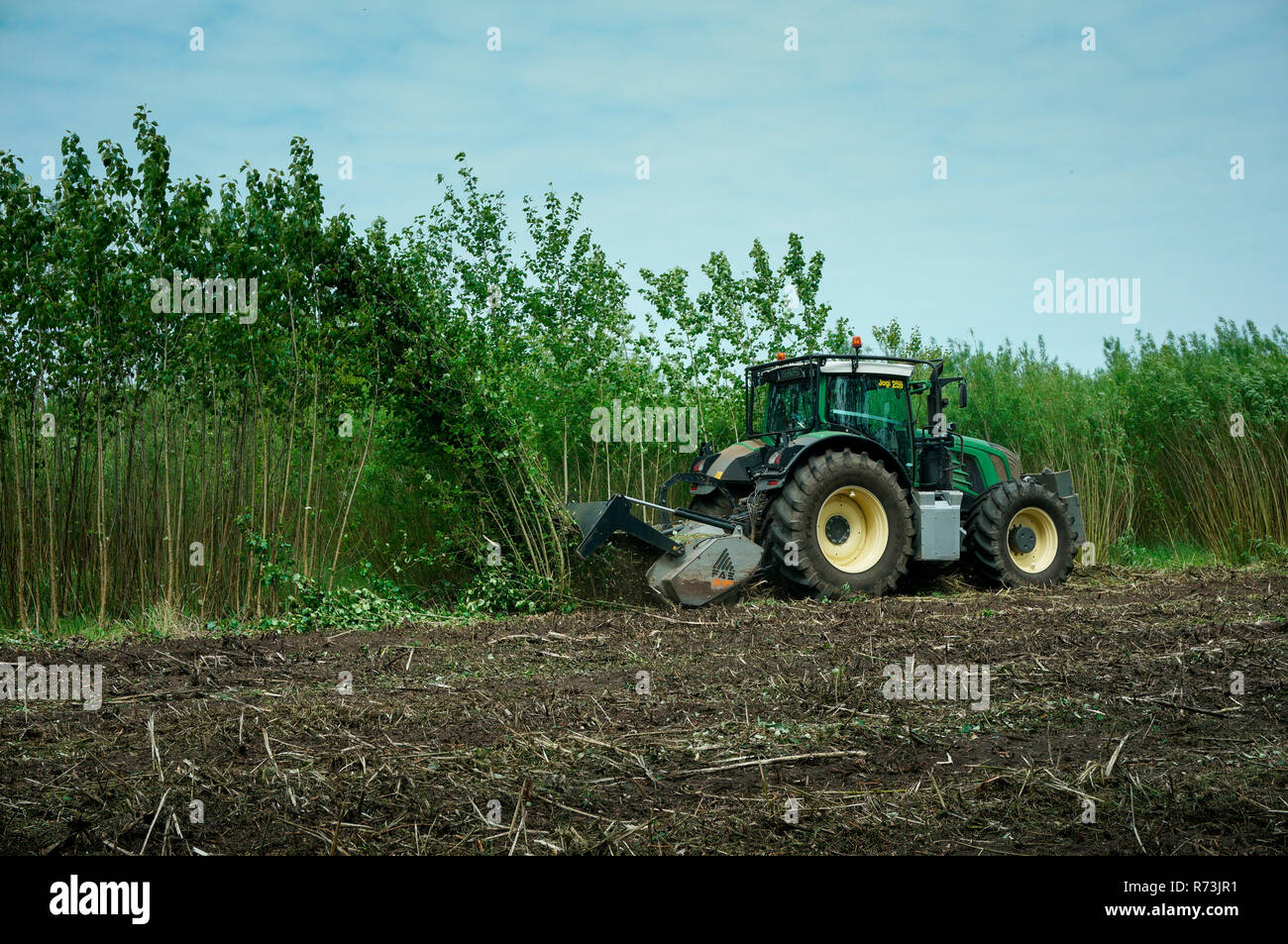 tractor, Fendt Vario 939, cultivator, FAE, forest mulcher, short rotation coppice, recultivation, removal, land clearing, poplar, Brandenburg, Germany Stock Photo