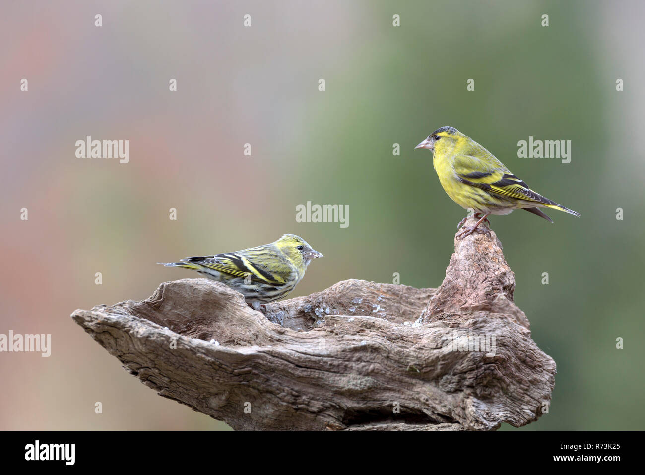 Male and female common siskins, Lower Saxony, Germany, (Spinus spinus) Stock Photo