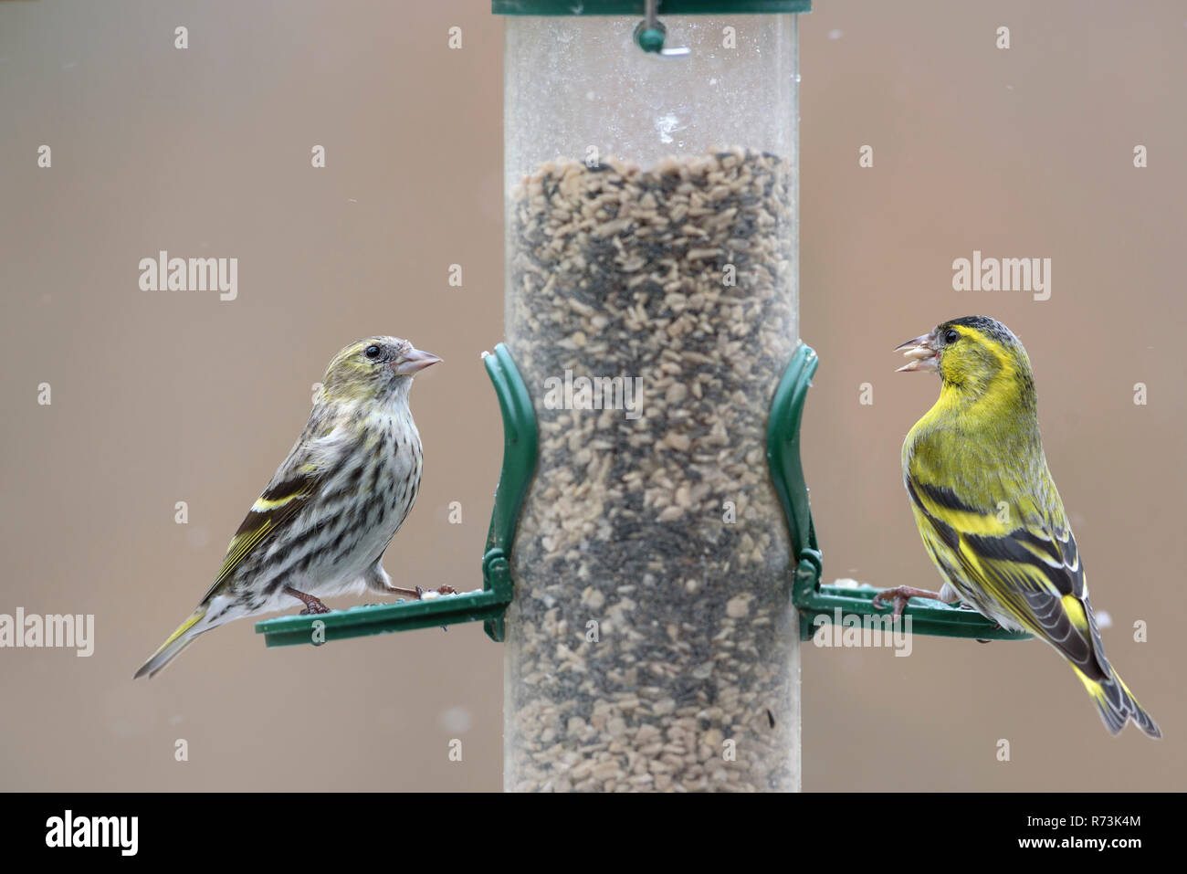Male and female common siskins, at birdfeeder, Lower Saxony, Germany, (Spinus spinus) Stock Photo