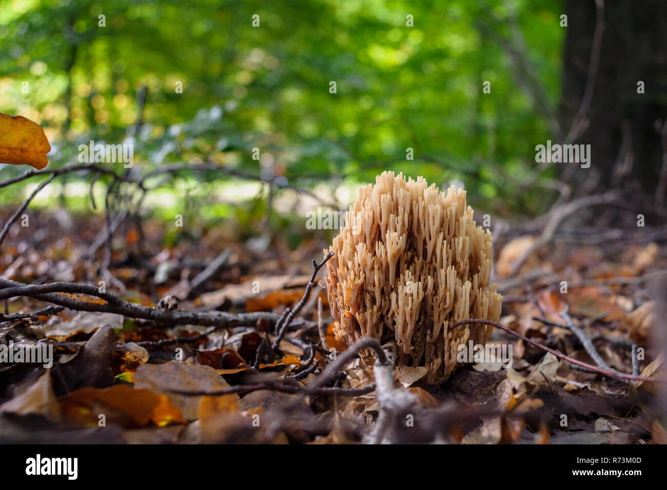 Very rare mushroom in the forest between autumn leaves. Candlestick fungus, Xylaria hypoxylon Stock Photo