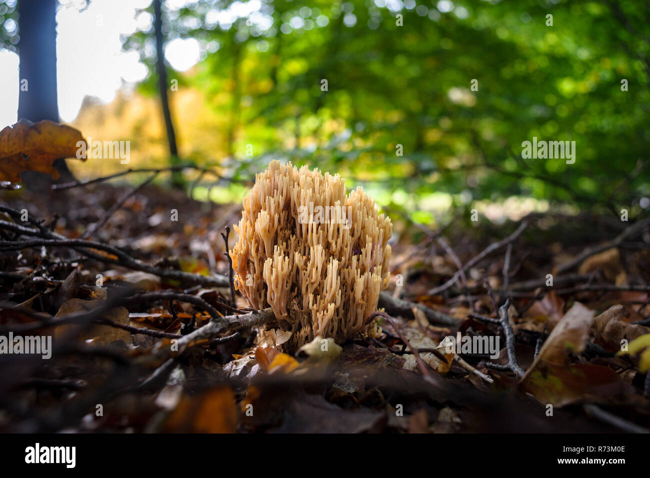 Very rare mushroom in the forest between autumn leaves. Candlestick fungus, Xylaria hypoxylon Stock Photo