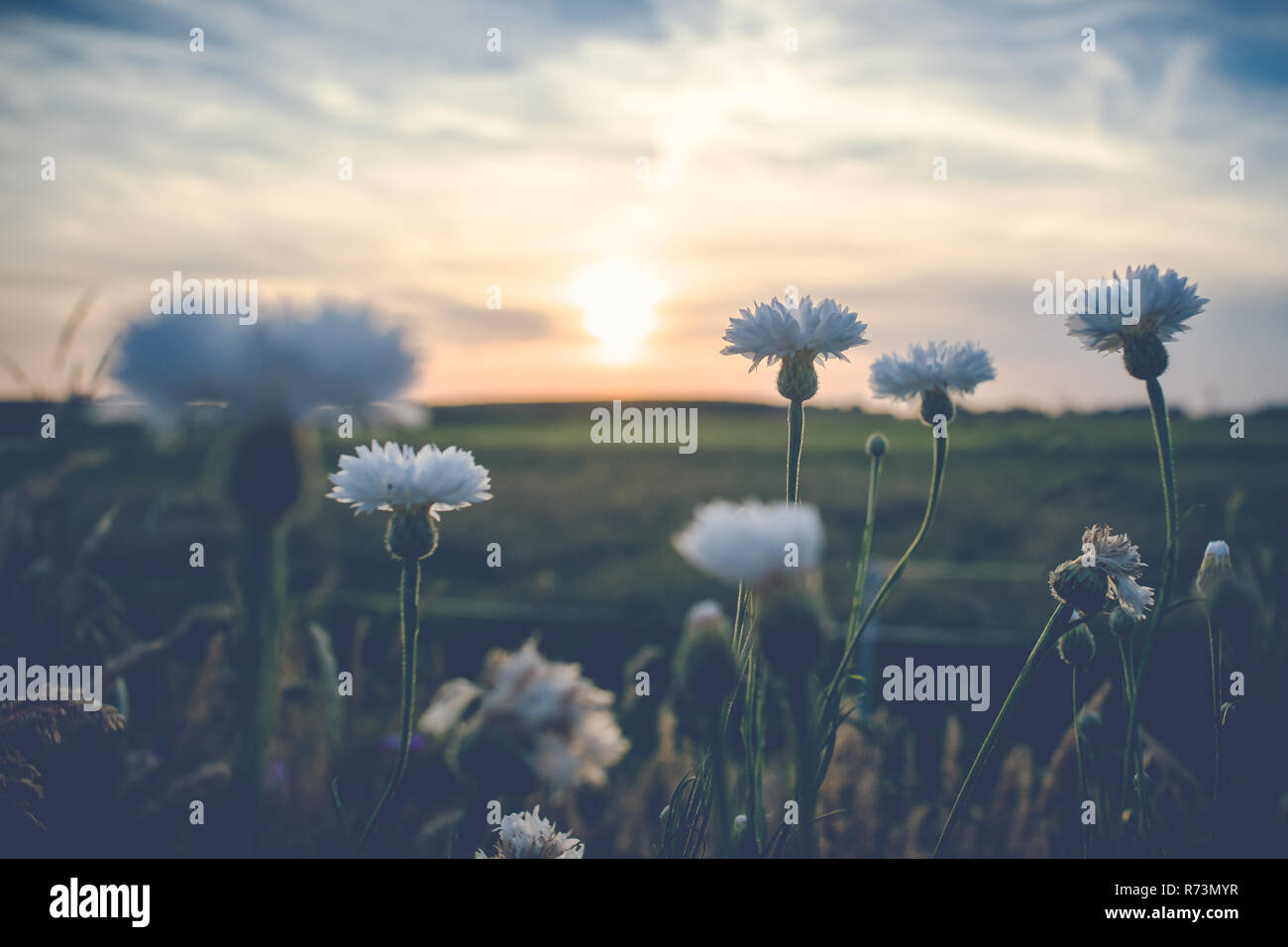 Pink white wild flowers roadside hi-res stock photography and images ...