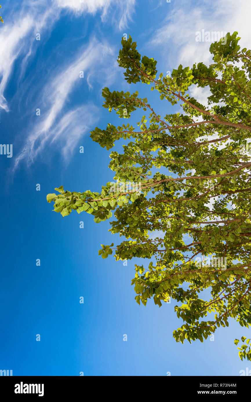 Photo of tree trunk with blue sky as background and white clouds. Green ...