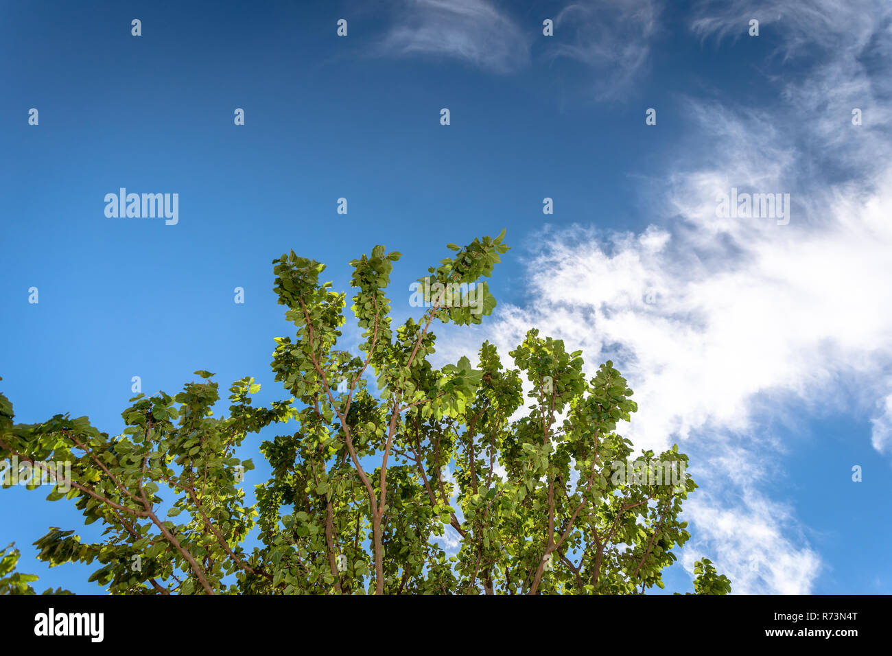 Photo of tree trunk with blue sky as background and white clouds. Green ...